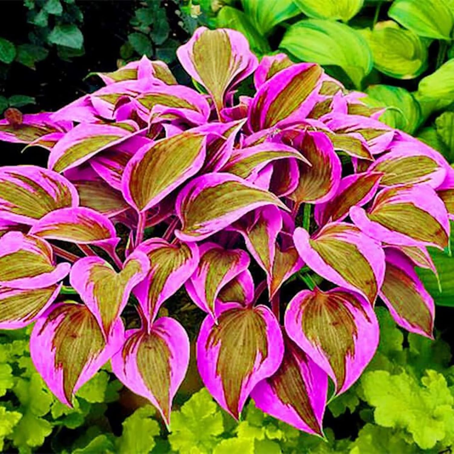 Container Hosta seeds for pots and patio planting