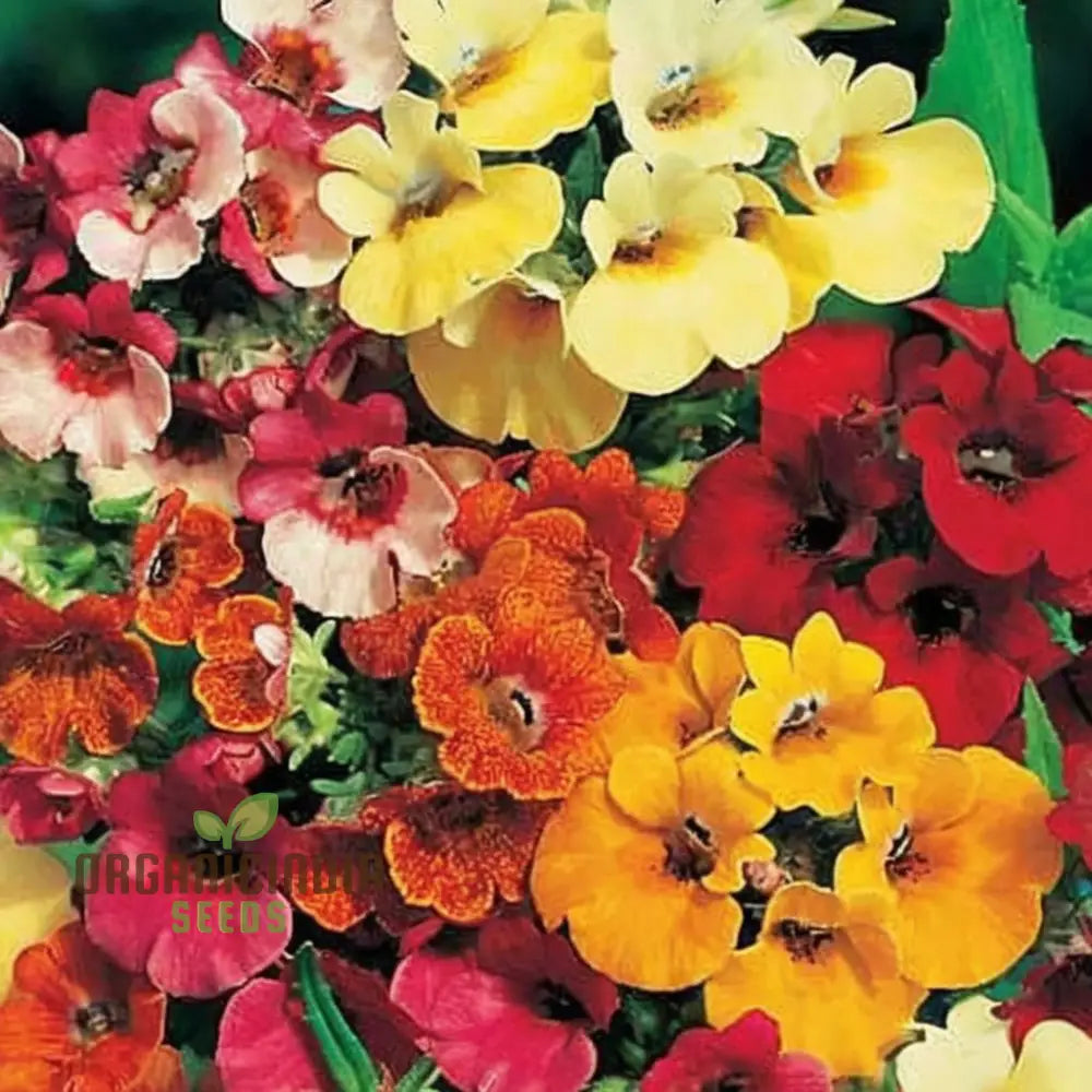 Nemesia flower seeds for container gardening colorful mix
