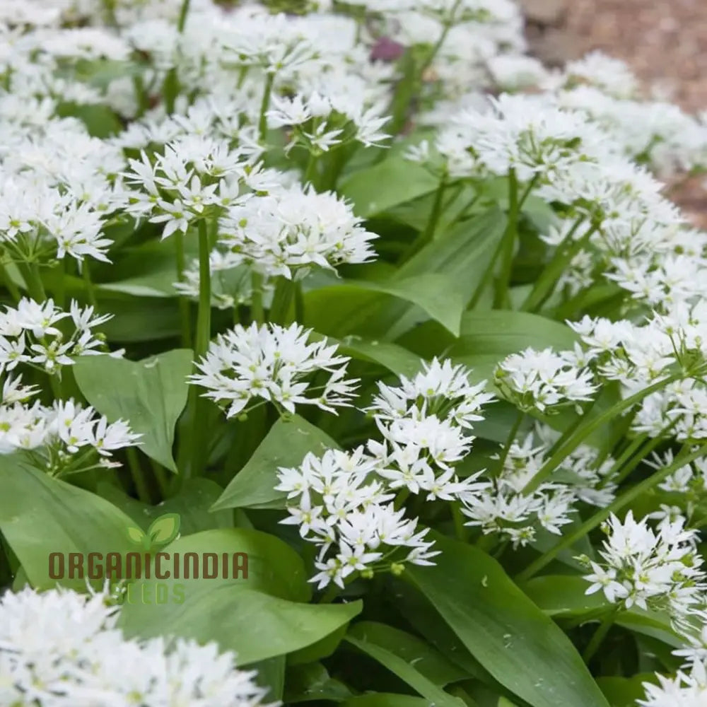 Wild garlic seeds for containers and borders