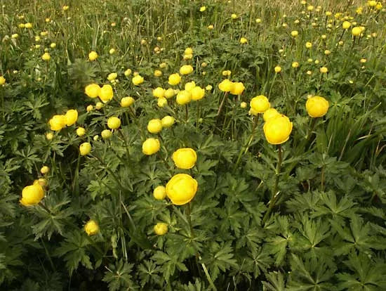 Cool climate globeflower seeds for vibrant garden flowers