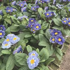 Primula Acaulis Seeds for Cool Climate Flower Gardening