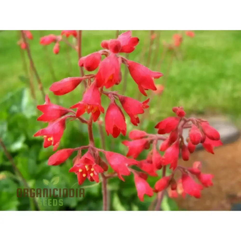Coral Bells Perennial Seeds for Shade Border Landscaping