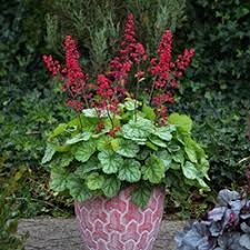 Coral Bells Seeds for Shade Garden Foliage and Blooms
