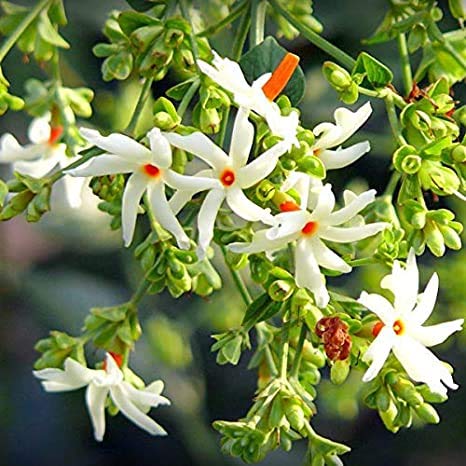 Coral Jasmine Flower Seeds for Fragrant Garden Planting