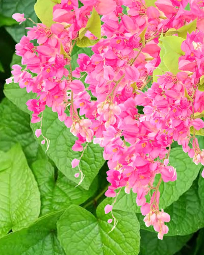 Coral vine flower seeds with pink climbing blooms