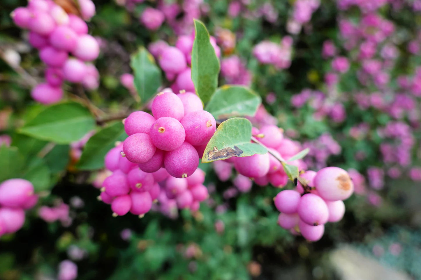 Clusters of Bright Coralberries on Shrub Branches