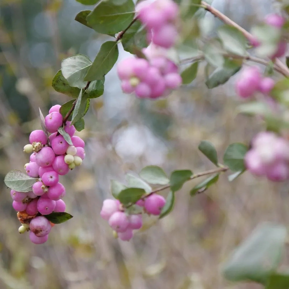 Coralberry Shrub Seeds (Symphoricarpos orbiculatus) for Planting