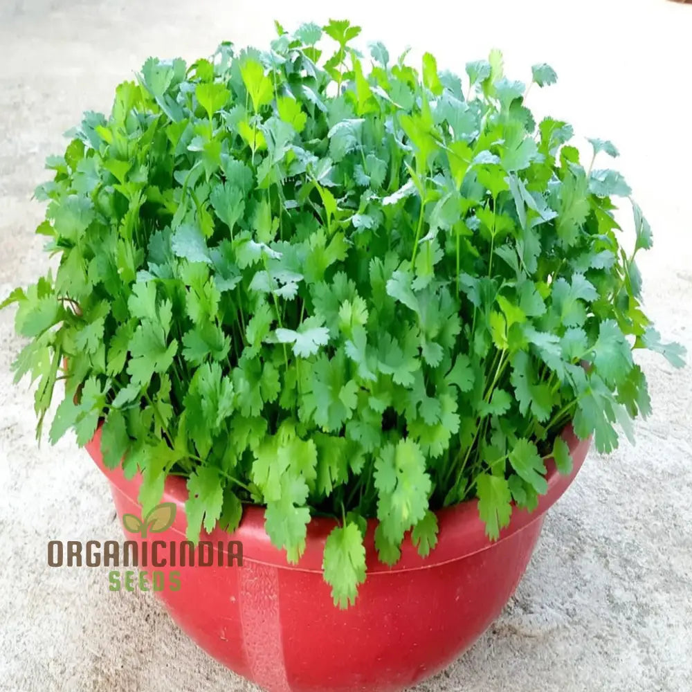 Coriander Fresh Seeds for Home Garden, Aromatic Culinary Herb Seeds