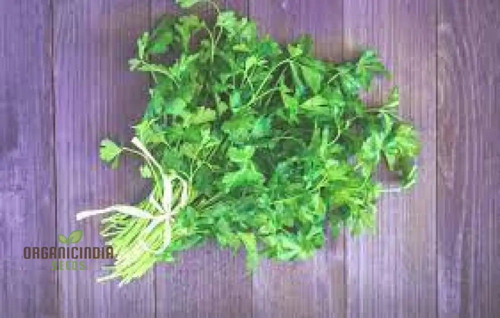 Fresh Coriander Dhania Leaves Growing in Garden Beds