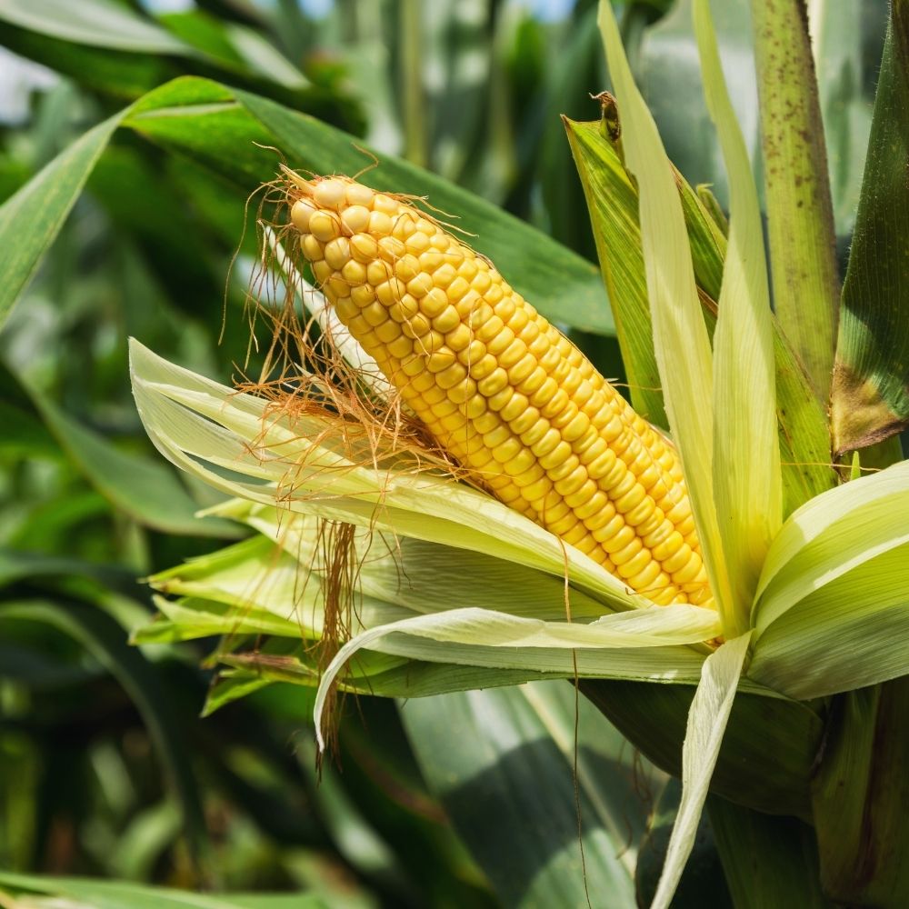 Pure & Organic Corn Seeds Packet, Non-GMO Sweet Corn Seeds for Planting