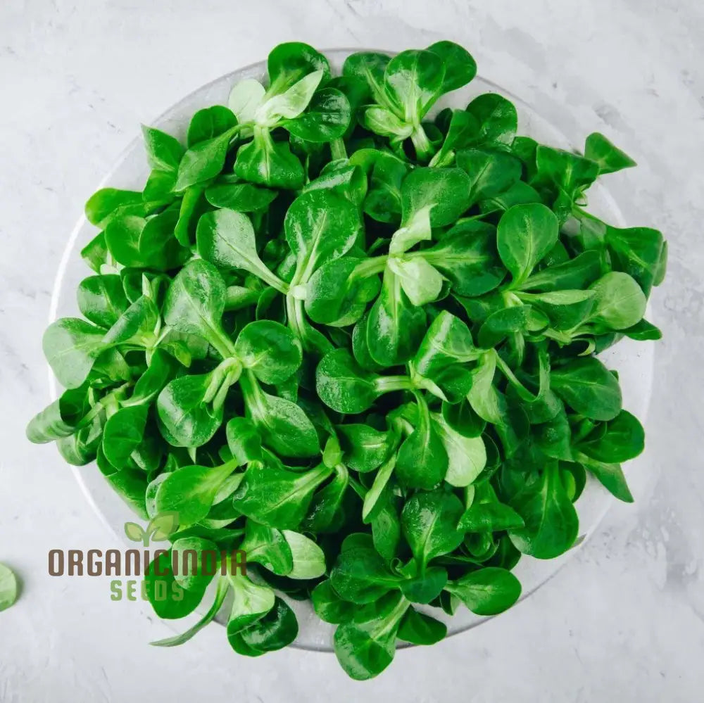 Corn Salad Growing in Container from Large Dutch Seeds