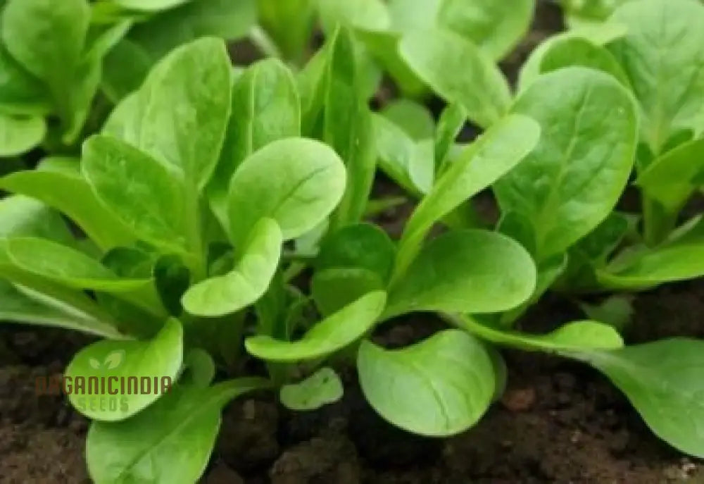 Organic Corn Salad Plants in Garden Bed, Premium Seeds