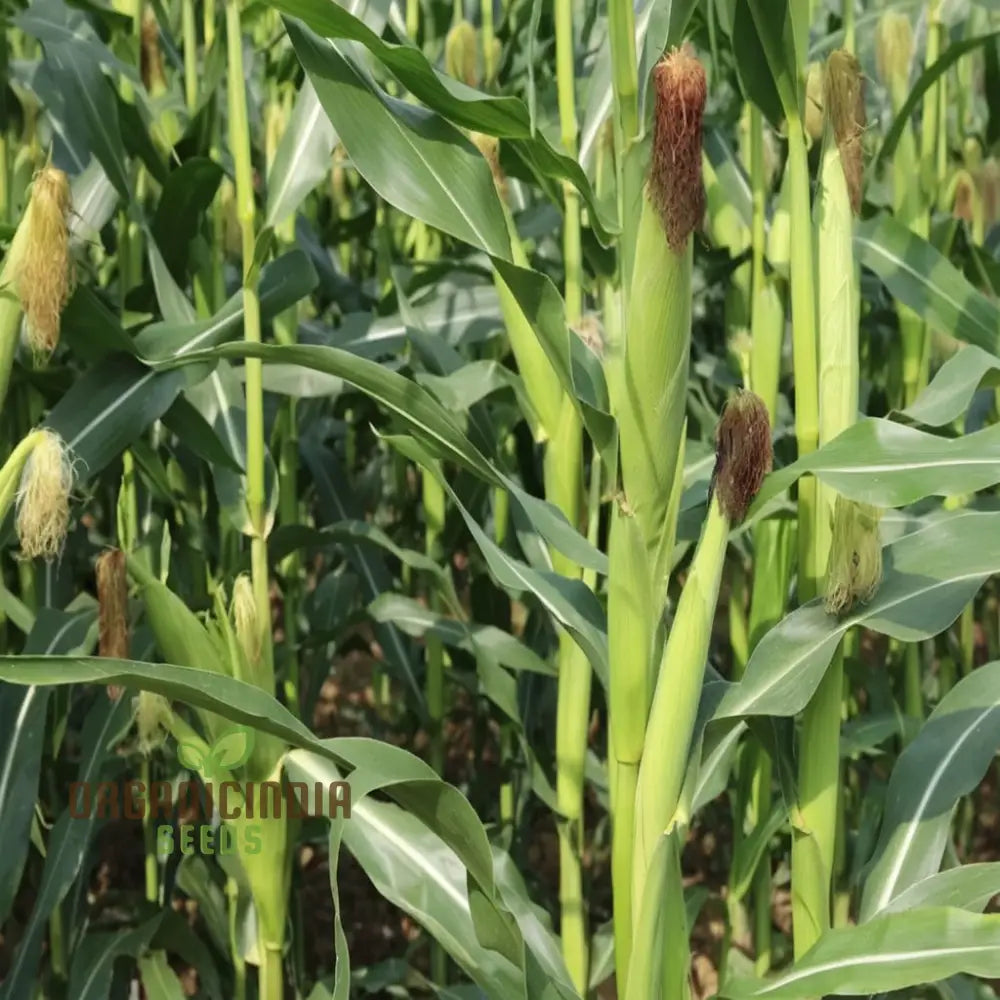 Corn Seedlings Emerging from Soil, Premium Red Corn Seeds