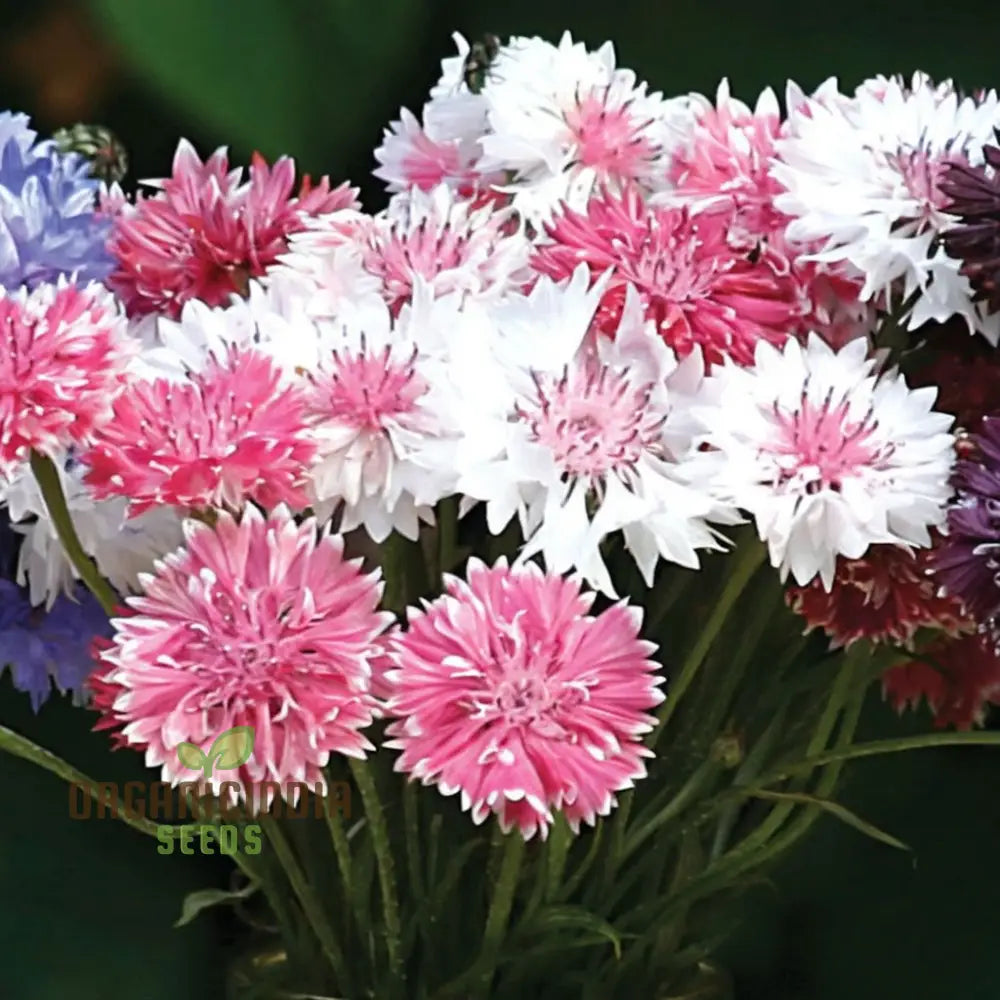 Cornflower Classic Romantic Seeds â€“ Elevate Your Gardening Experience With Timeless Beauty And