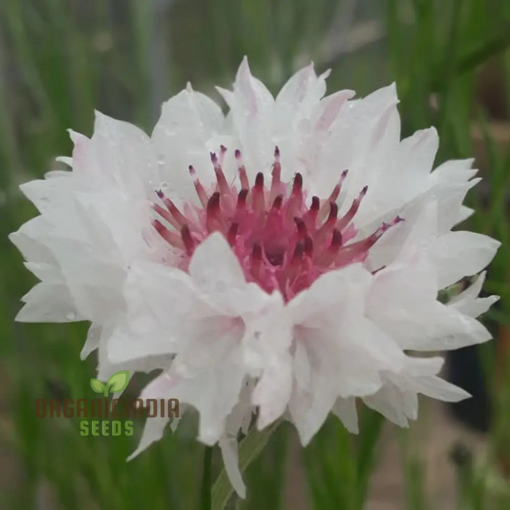 Cornflower Classic Romantic Seeds â€“ Elevate Your Gardening Experience With Timeless Beauty And