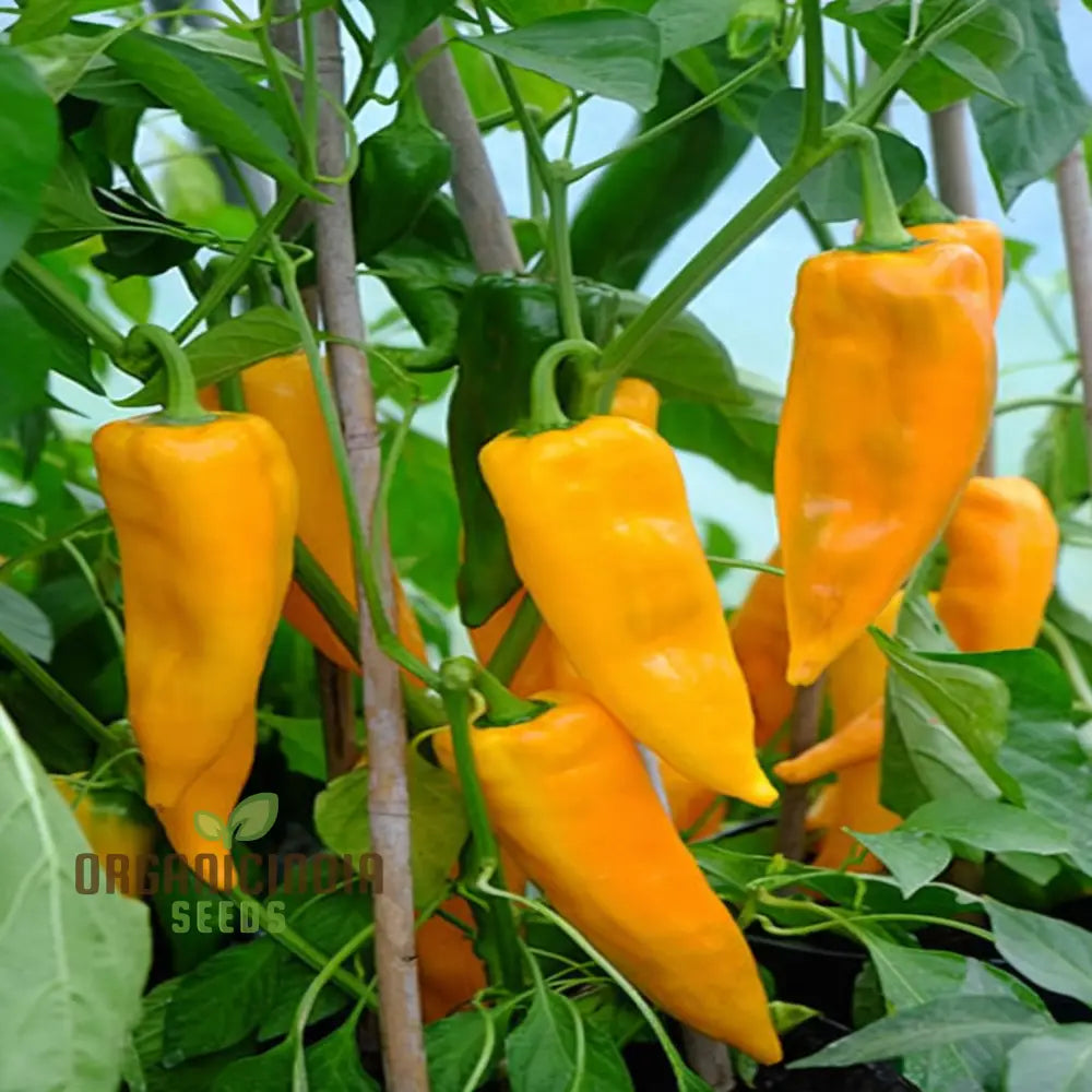 Organic Corno Di Toro Giallo Pepper Seeds for Home Garden, Sweet Italian Pepper Seeds