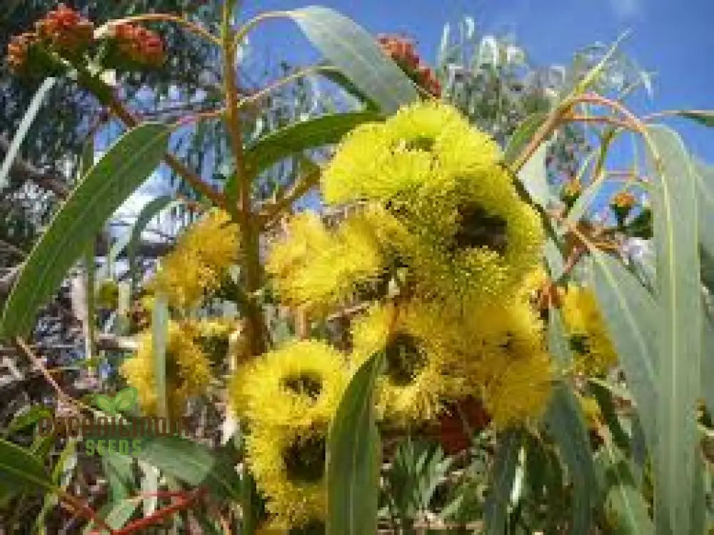 Corymbia ficifolia vibrant red blooms