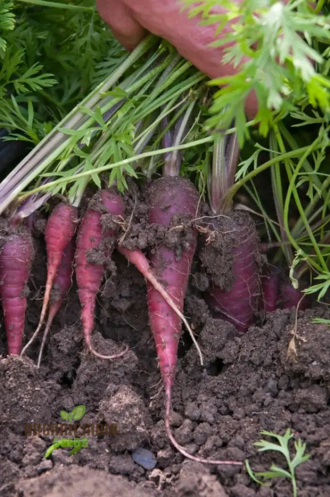 Fresh Harvested Cosmic Purple Carrots from Seeds