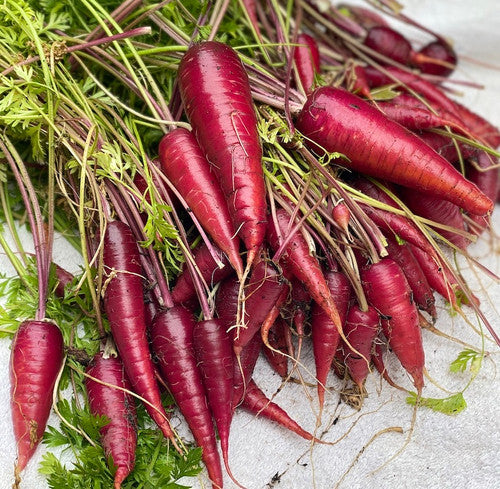 Mature Cosmic Purple Carrot Plant, Sweet and Vibrant Roots