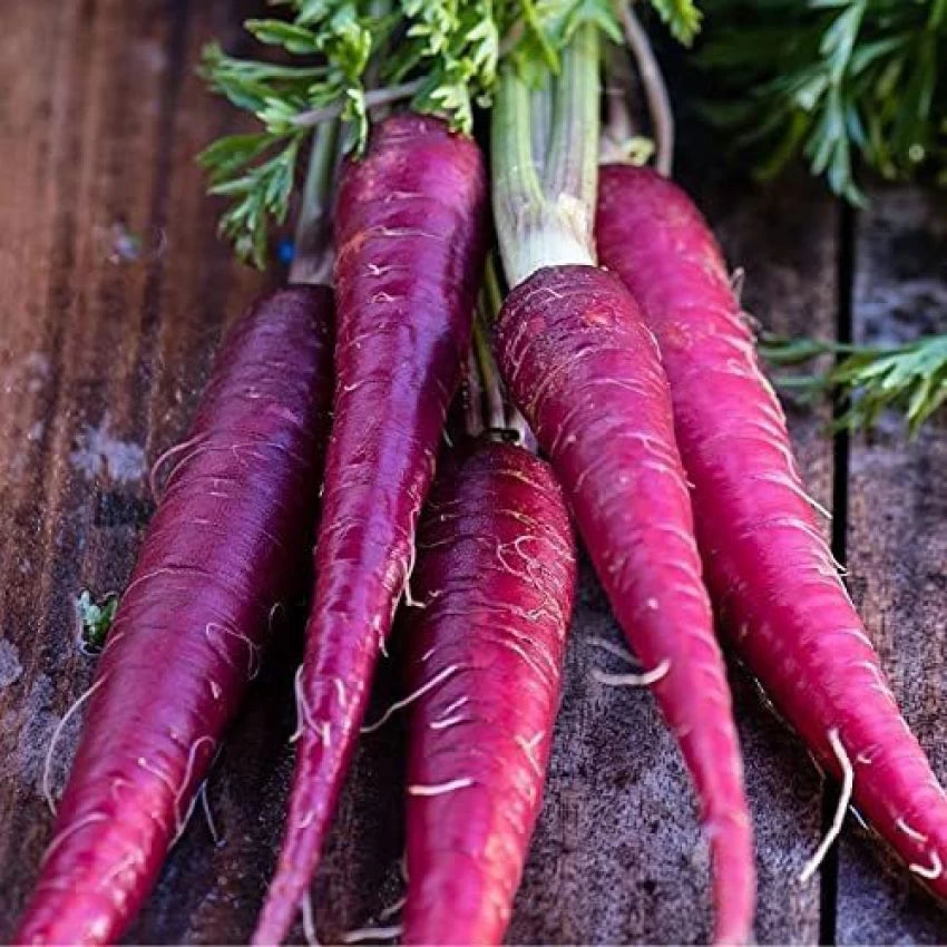 Cosmic Purple Carrot Seeds for Planting, Heirloom Sweet Vibrant Roots