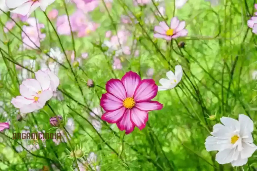 コスモス キャンディーストライプの種 - 植物愛好家のための鮮やかな花