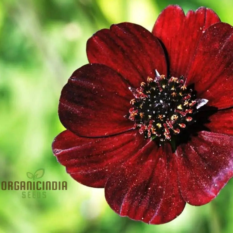 Cosmos Chocolate Flower Seeds - Planting Guide Included For Vibrant Blooms