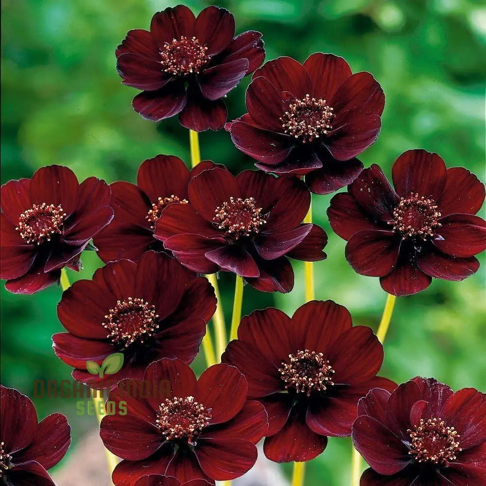Cosmos Chocolate Flower Seeds - Planting Guide Included For Vibrant Blooms