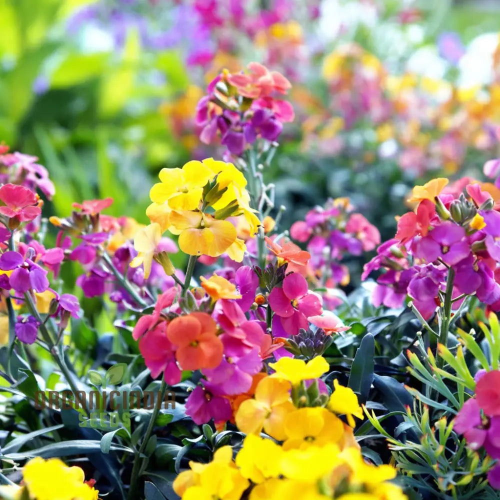 Wallflower Seeds for Cottage Garden Planting and Spring Color