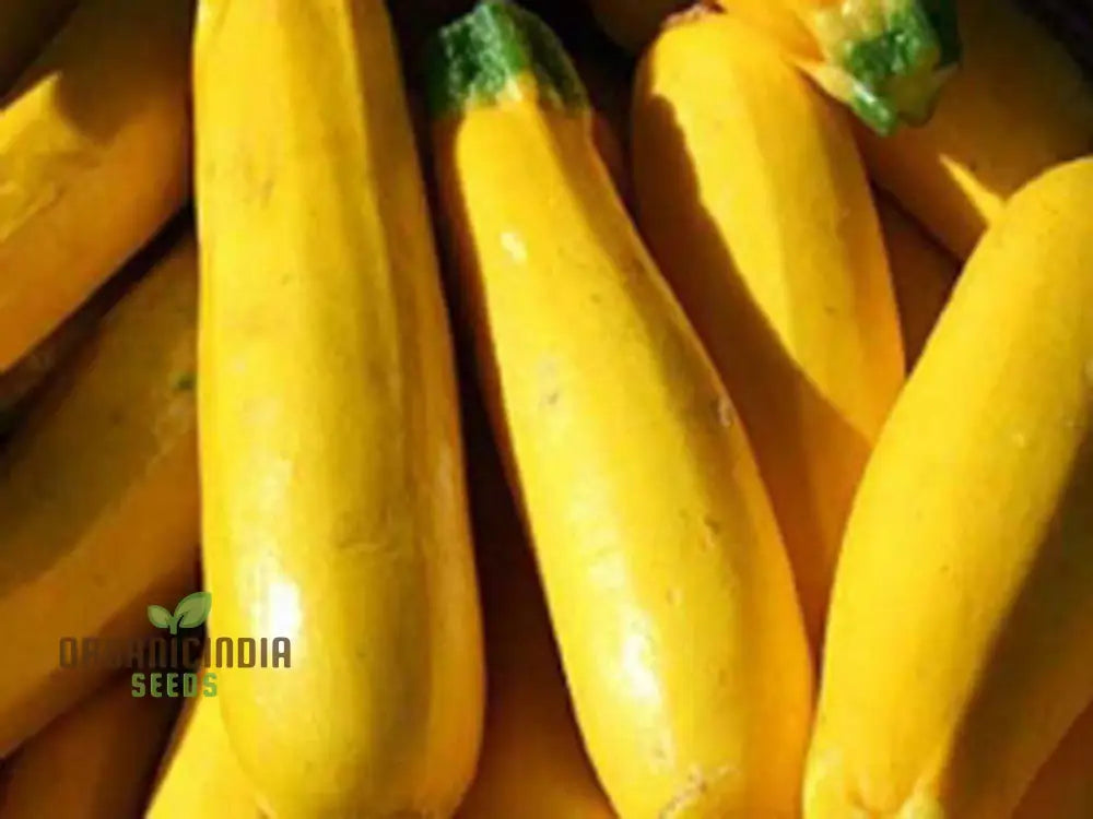 Fresh Yellow Courgettes from Atena Polka F1 Seeds, High Yield Garden Vegetables