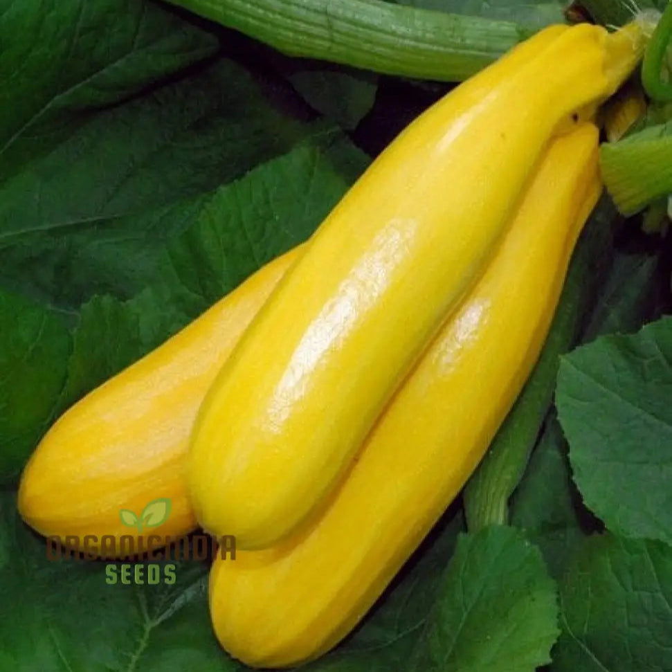 Atena Polka F1 Courgette Plant Growing from Seeds, Yellow Zucchini Variety