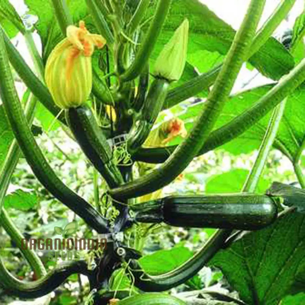 Black Forest F1 Courgette Fruits from Seeds, Glossy Dark Green