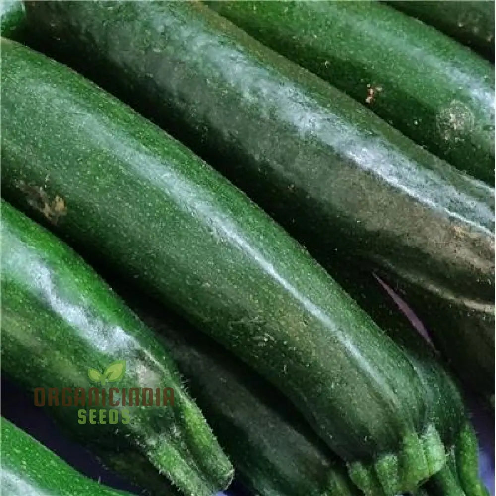 Mature F1 Precioza Courgette Plant, Home Garden Vegetable Seeds