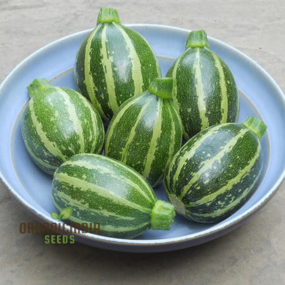 Harvested Piccolo Courgettes from Seeds, Tender and Flavorful Vegetables