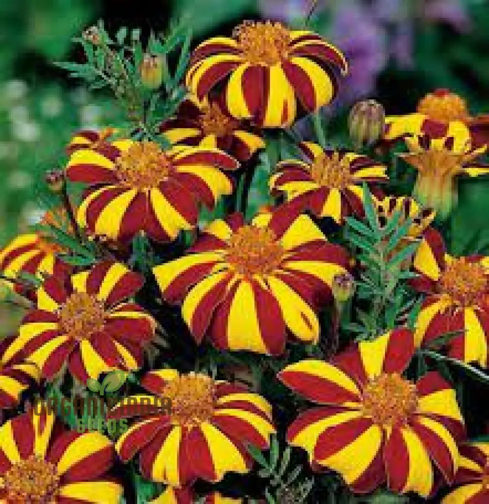 Court Jester marigold seeds for planting garden plants