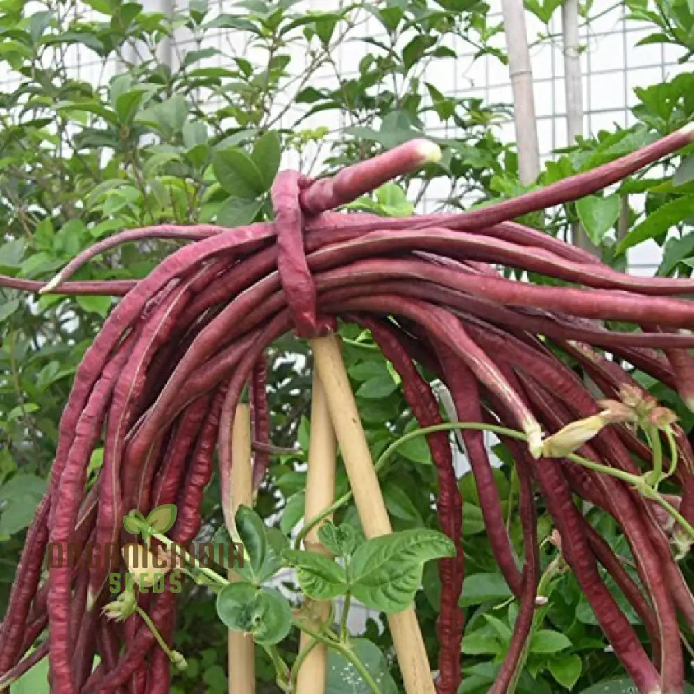 Mature Cowpea Lobia Red Plant with Pods in Home Garden