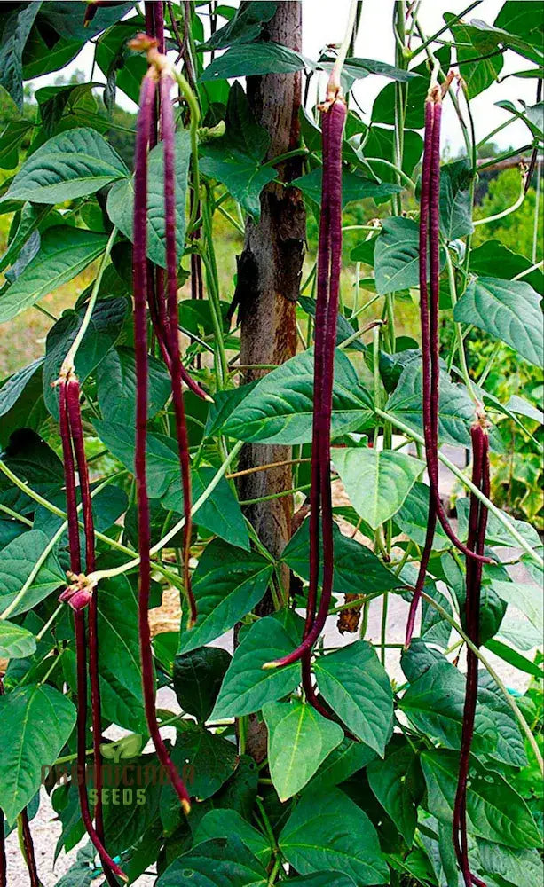 Closeup of Cowpea Lobia Red Pods from Heirloom Seeds