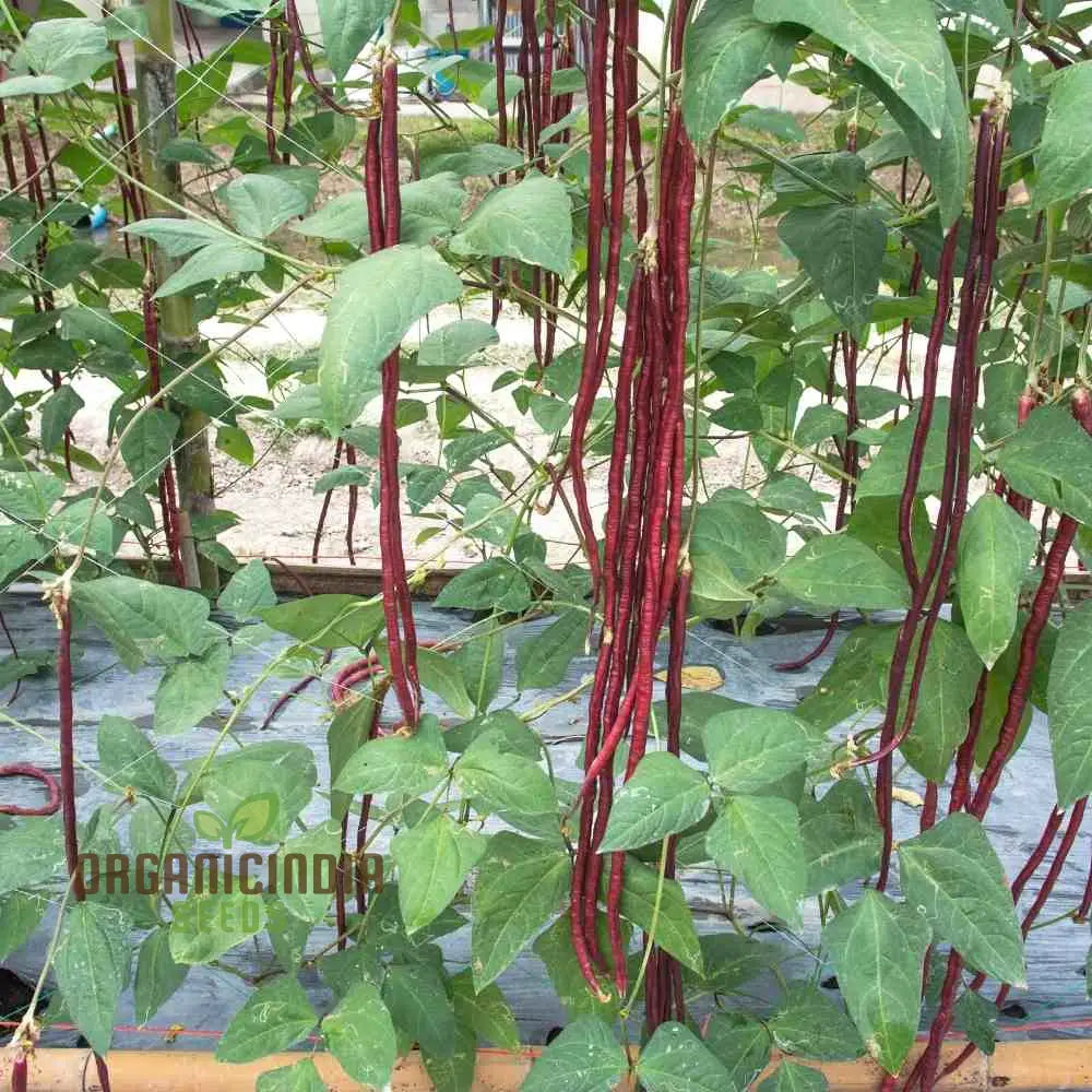 Cowpea Lobia Red Seeds for Planting, High-Yield Legume Variety