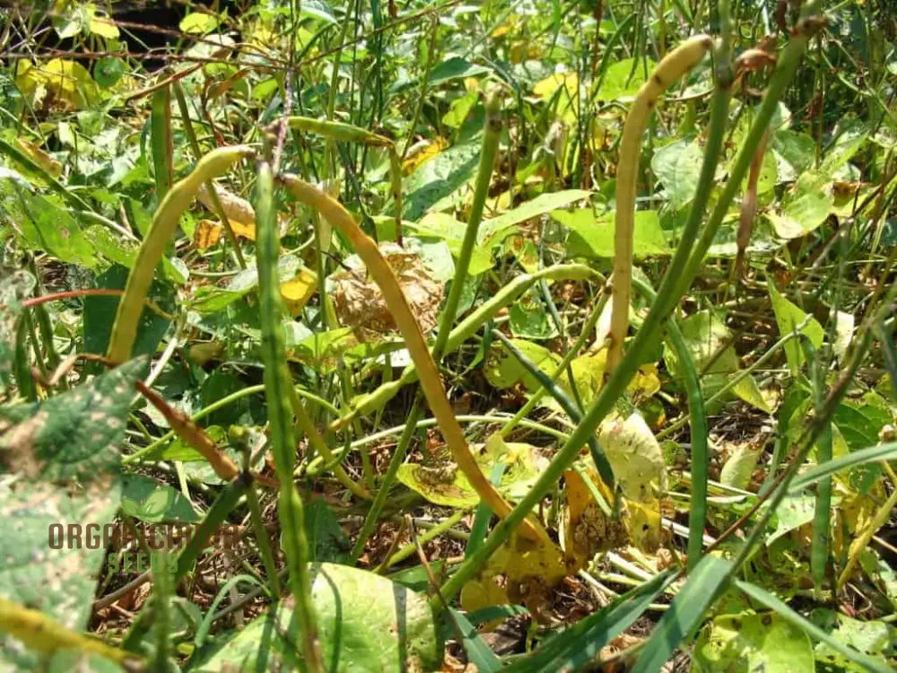 Fresh Michel's Haven Cowpea Pods on Plant, Tender and Nutritious