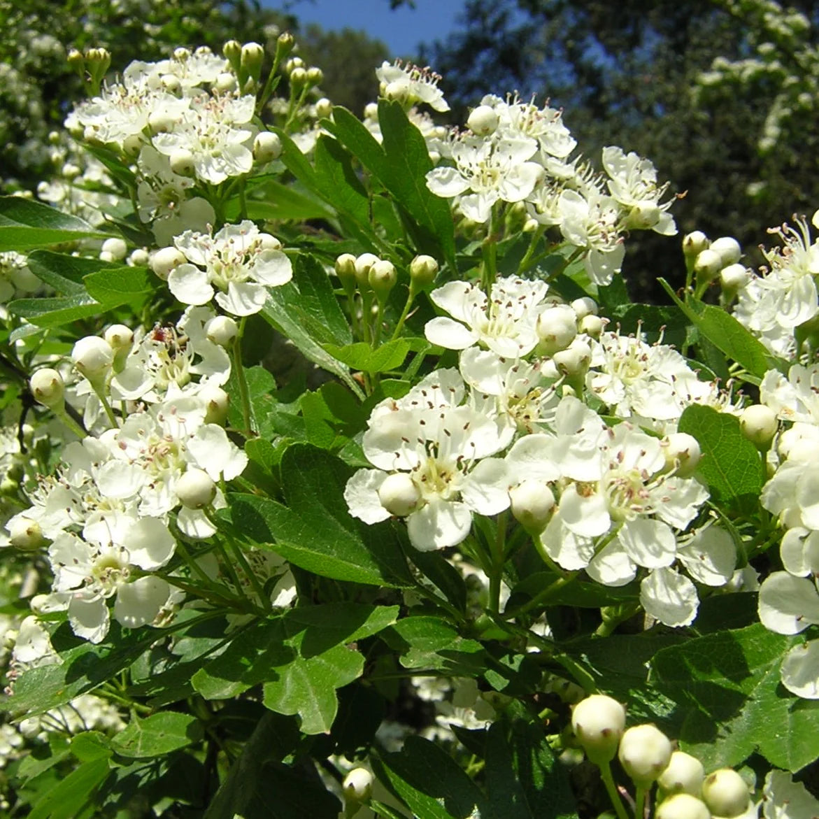 English Hawthorn Seeds - Common Hawthorn Deciduous Tree or Shrub, Ornamental & Edible Fruit for Garden