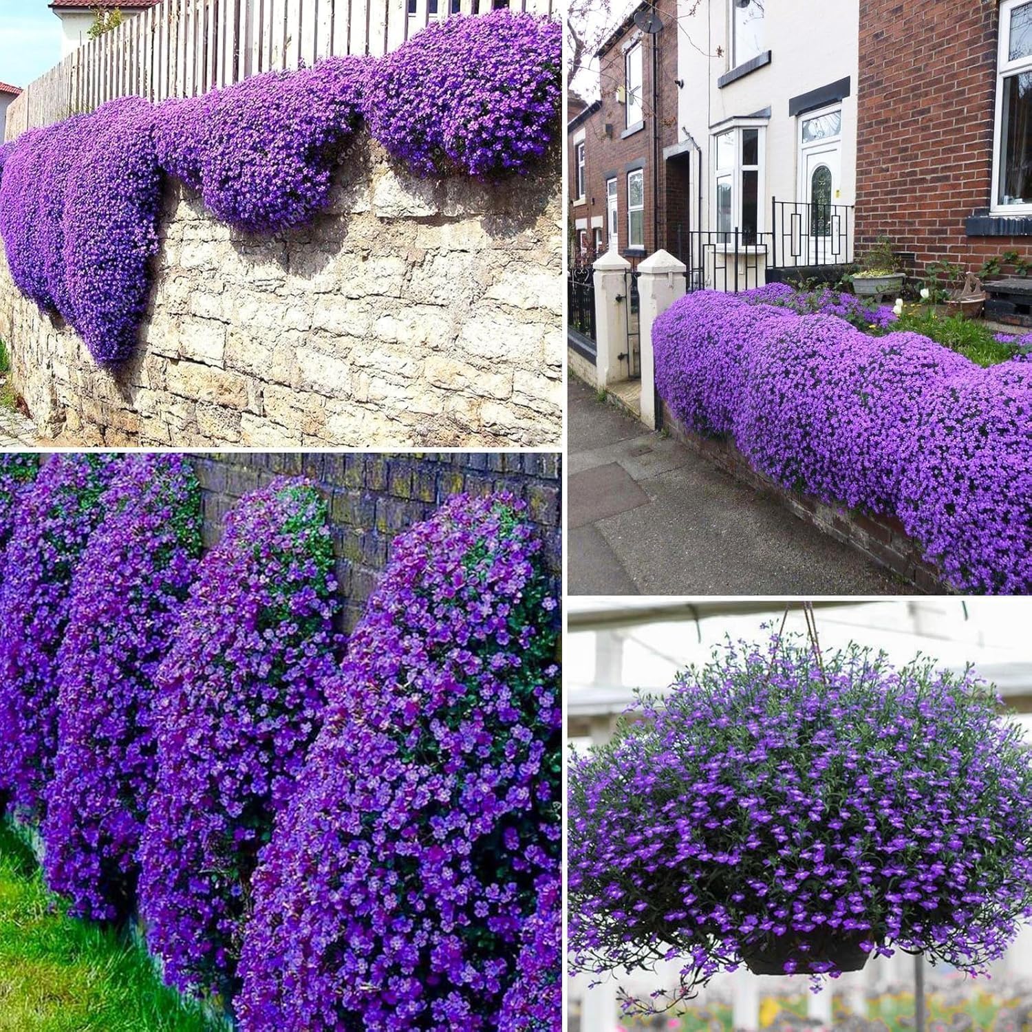 Creeping Thyme dwarf Non-GMO seeds