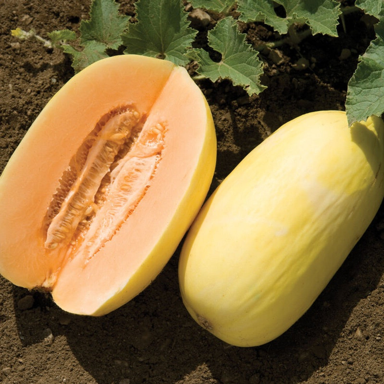 Crenshaw melon seeds high quality non GMO