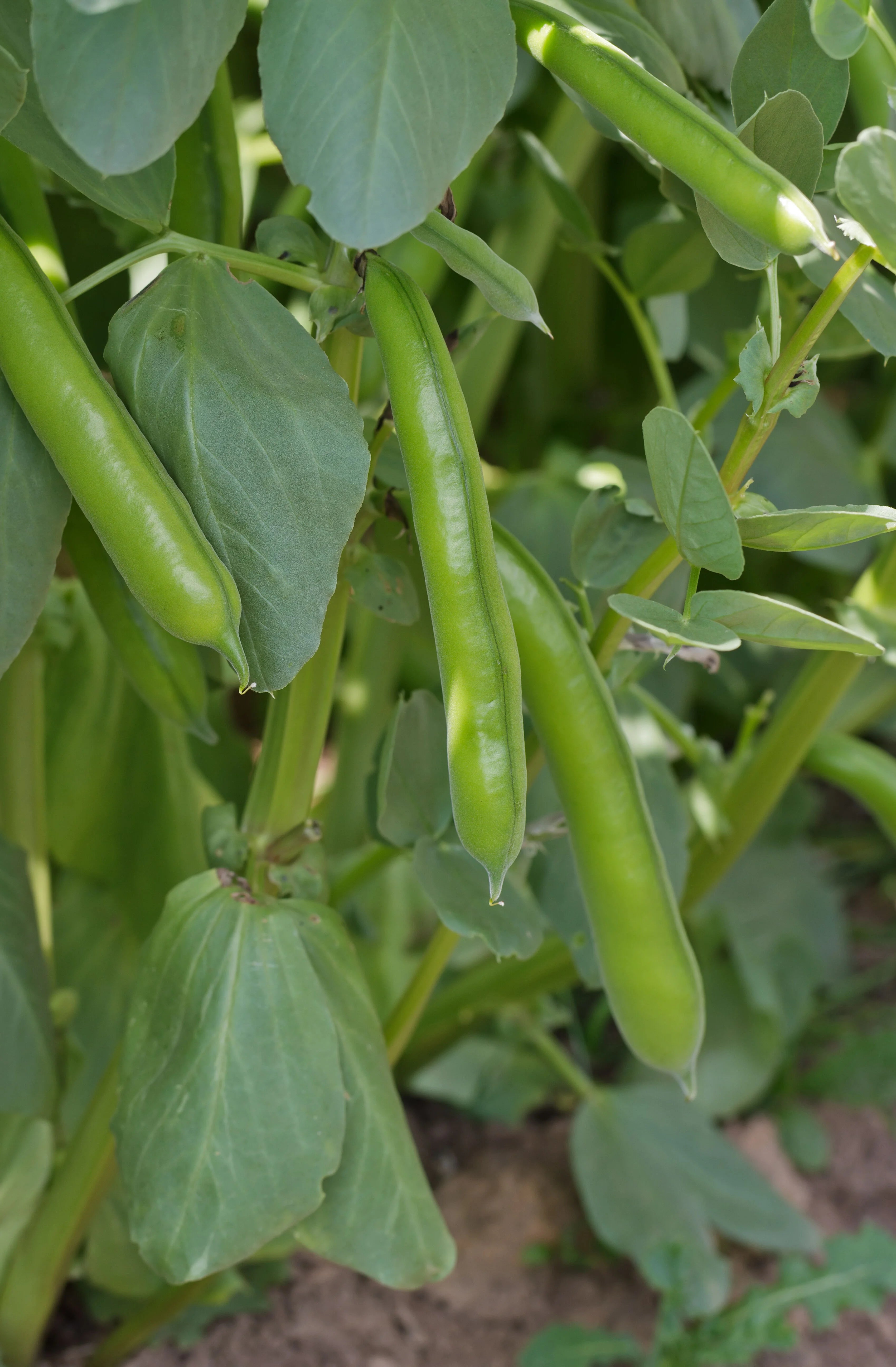 Fresh Broad Bean Crimson Pods Growing on Plant