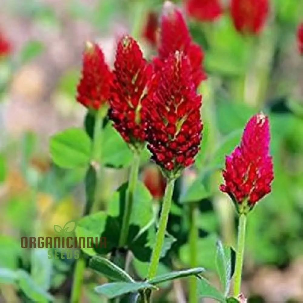 Crimson clover seeds vibrant red blooms for gardens