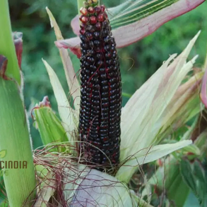 Vibrant Crimson Red Corn Ears Harvested from Premium Corn Seeds