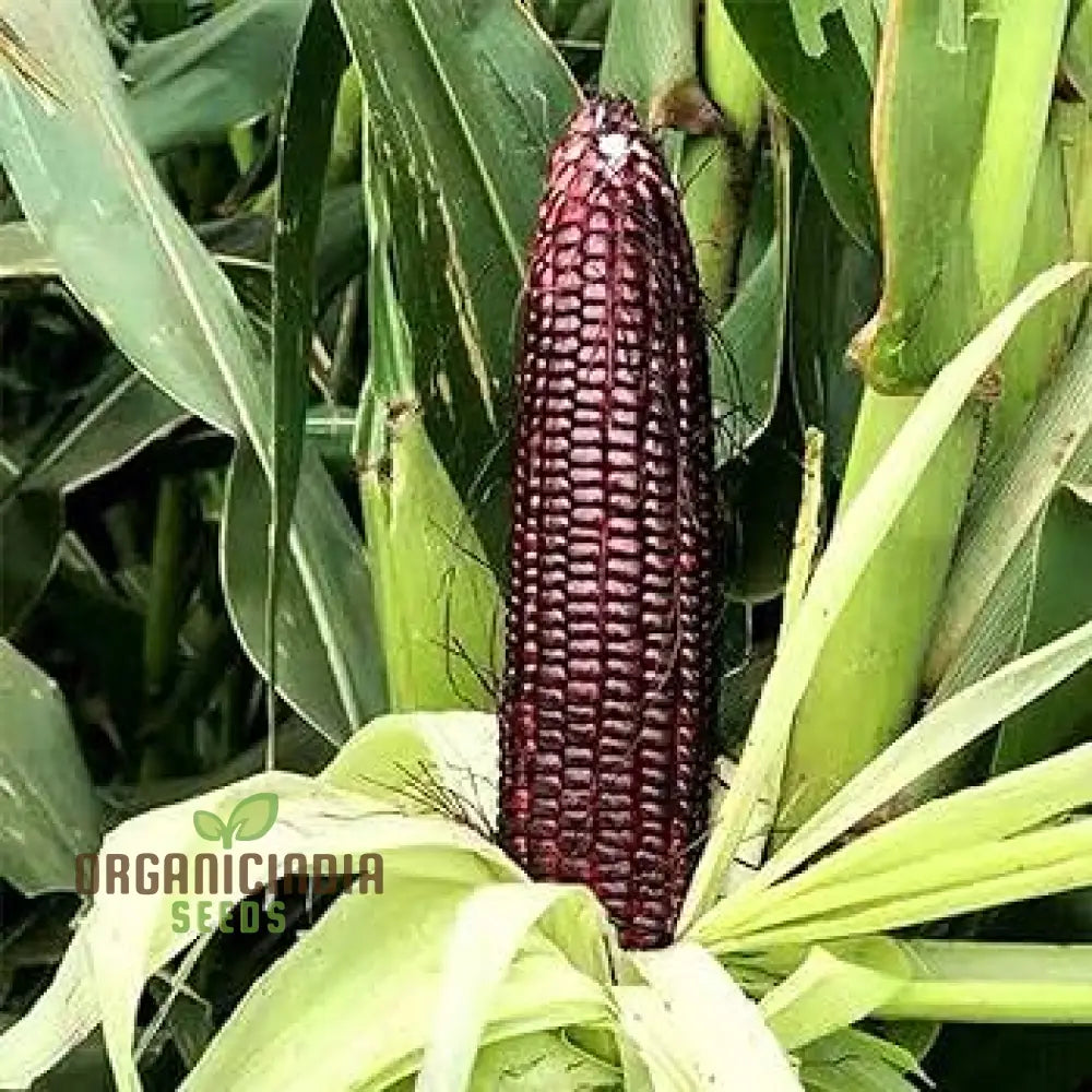 Crimson Gem Corn Vegetable Seeds â€“ Planting For Vibrant Red Harvests Squash And Gourds