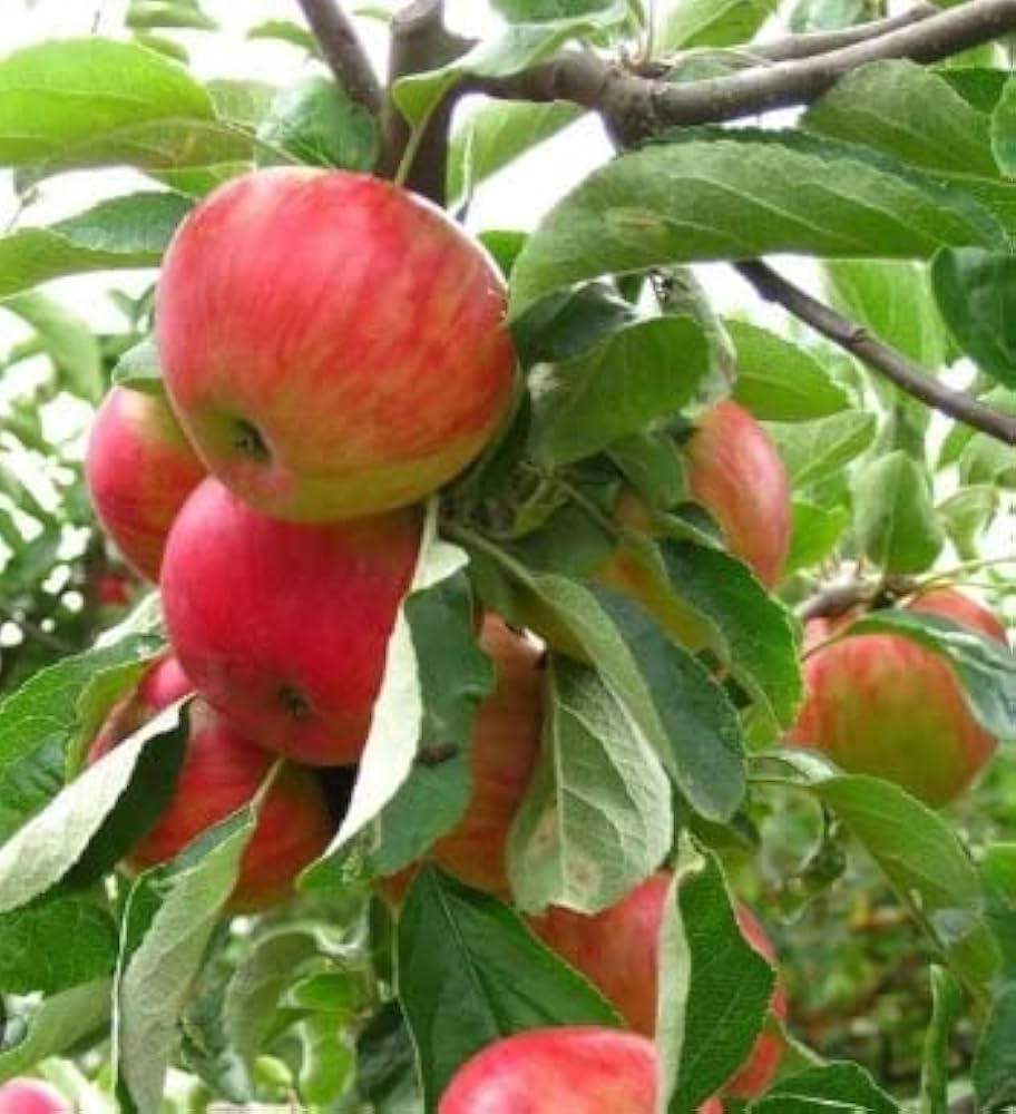Crisp juicy apple tree seeds for planting Honeycrisp apples
