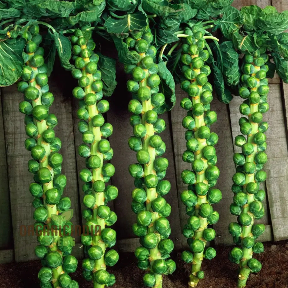 Mature Crispus F1 Brussel Sprout Plant from Seeds, Crisp and Flavorful
