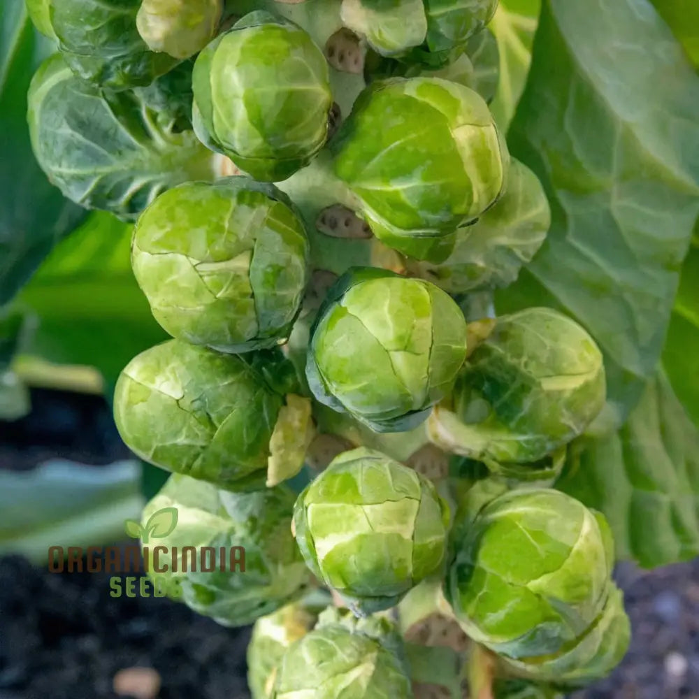 Crispus F1 Brussel Sprout Seeds for Home Garden, High-Yield Vegetable Seeds