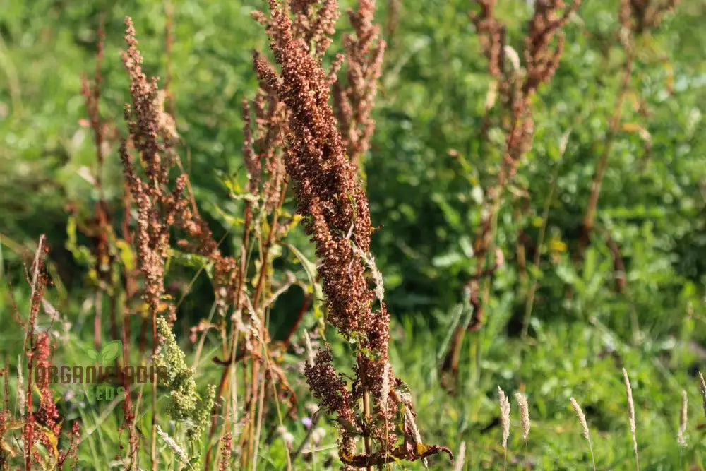 Crispus Rumex Seeds Showing Perennial Plant Growth Stage
