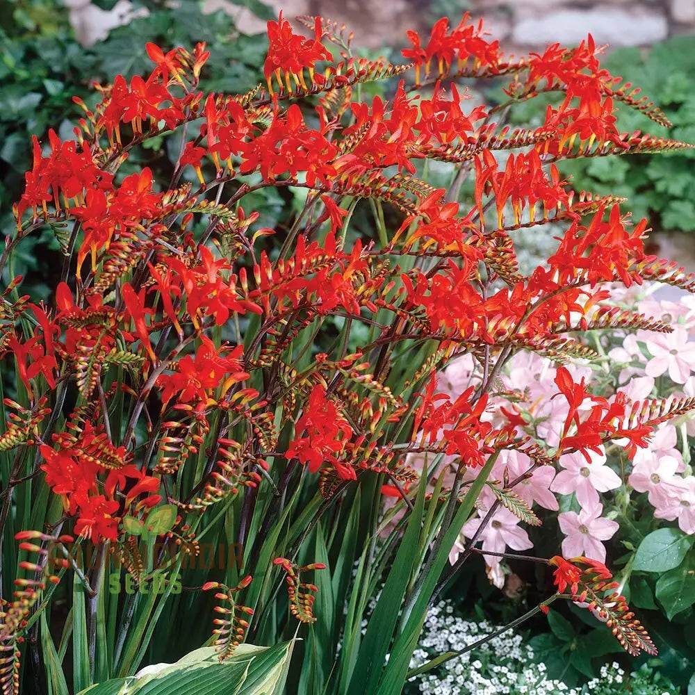 Crocosmia seeds for planting in home garden